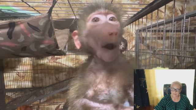 А БЫЛ ЛИ ОЛЕНЕНОК? ТАЙГАН. смотреть онлайн