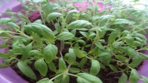 Когда сеять помидоры на рассаду в Подмосковье в 2021 году по лунному календарю