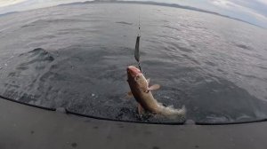 ТРУДОВАЯ РЫБАЛКА В БАРЕНЦЕВОМ МОРЕ / LABOR FISHING IN THE BARENTS SEA