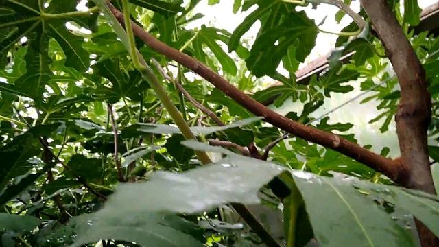 Инжир Далматский, плоды первого урожая смотреть онлайн