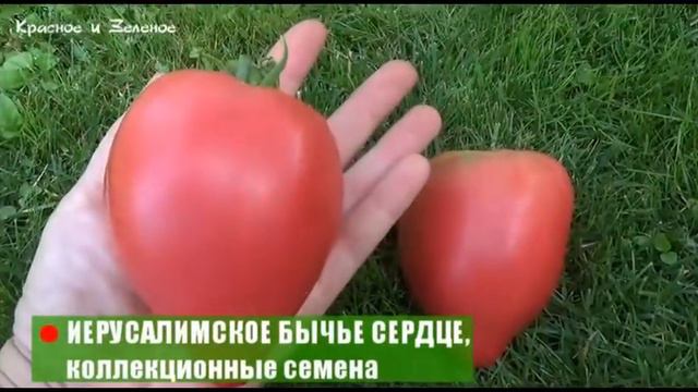 Томаты 2021. Итоги сезона смотреть онлайн