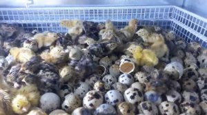 Инкубация перепелиных яиц без переворота