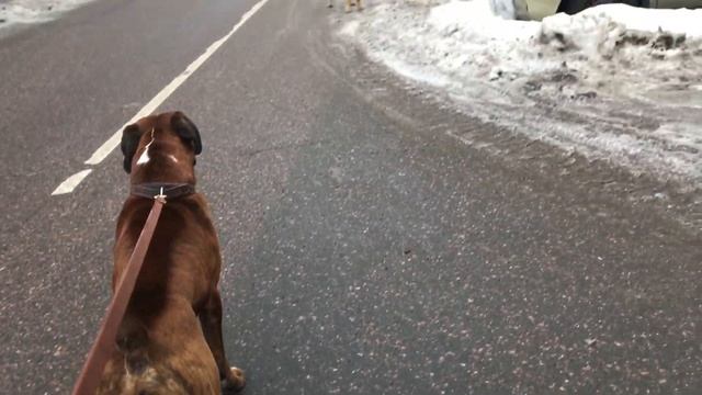 Стая бродячих собак Хорошо что не напали