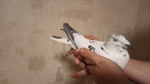 ПОЛЬСКИЕ ПОЧТОВЫЕ ГОЛУБИ.