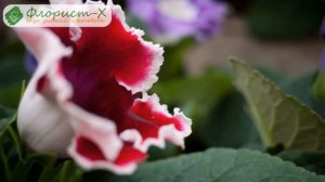 Уход за глоксинией в домашних условиях