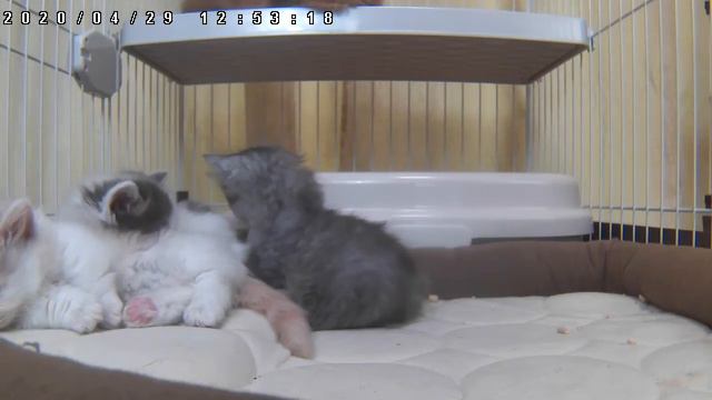 Кошки и Котята исцеление и отдых　vol.46　★Я всегда здесь жду в любое время★ смотреть онлайн