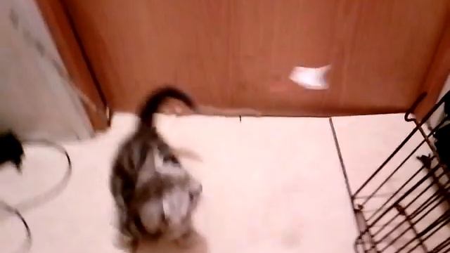 Продается британская кошечка Plush Cheeks*RU смотреть онлайн