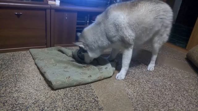 Хаски Дарк прячет печенье... смотреть онлайн