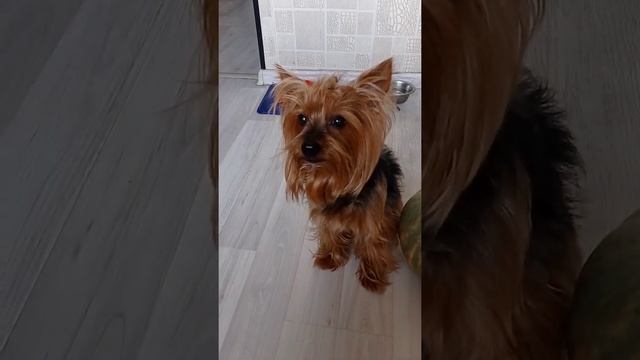 готовим тыквенный суп