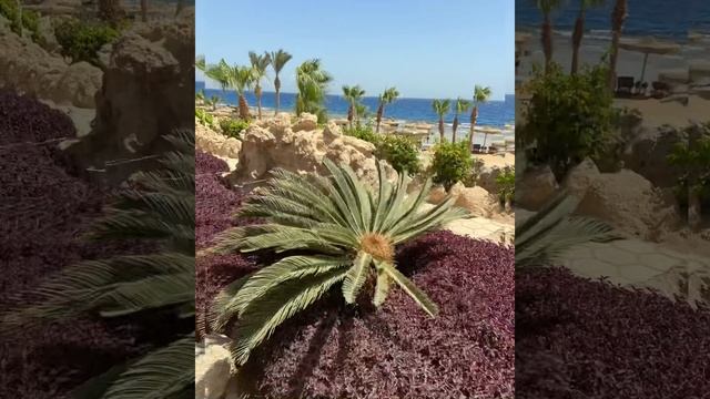 Отдых 2021 Египет, Хургада, Albatros Citadel Sahl Hasheesh смотреть онлайн