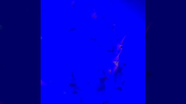 Танцы богов смотреть онлайн