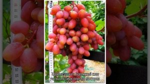 Виноград Юлиан