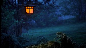Saunds of the Night. Звуки ночи 4 часа. Ночной летний лес, звук костра, сверчки, цикады. крики совы