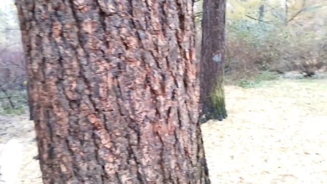 Птичка ? синичка Большак смотреть онлайн