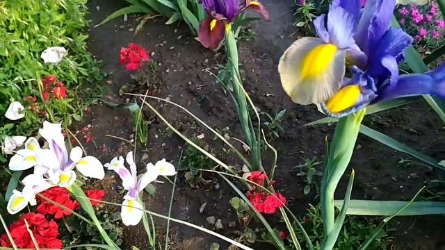 Ирис сибирский, голландский,злаковидный, бородатый. смотреть онлайн