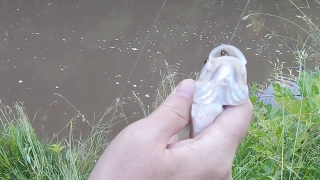 Рыбалка на капканчики в конце июня на речке. смотреть онлайн