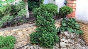 5 ПРИЧИН ПОЧЕМУ СТРИГУ ХВОЙНЫЕ ОСЕНЬЮ. Стрижка туи, можжевельника.