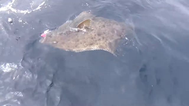 Halibut Fishing Haida Gwaii BC смотреть онлайн