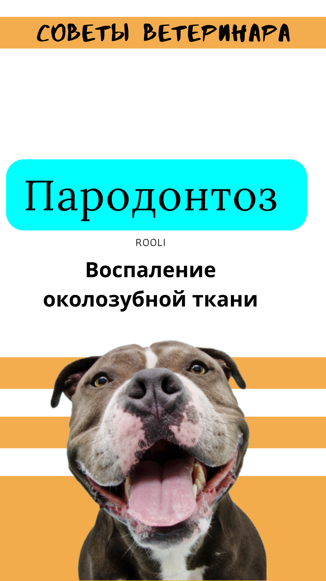 Пародонтоз у собак. Воспаление околозубной ткани. смотреть онлайн