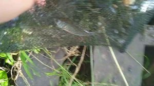 ловля карасей и раков на ловушку (зонтик)