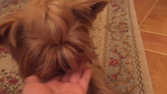 Как научить собаку команде лежать смотреть онлайн