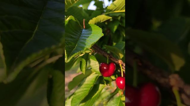 Sabrina Cherries 2022 смотреть онлайн