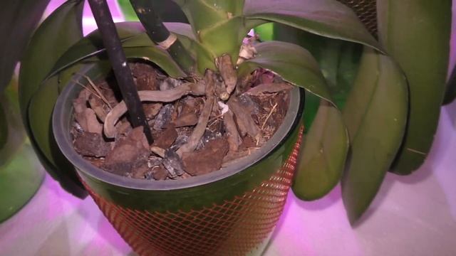 ? ИТОГ. ЛЭД ПОДСВЕТКА ДЛЯ ОРХИДЕЙ НА ПОДОКОННИКЕ. Эксперимент. смотреть онлайн