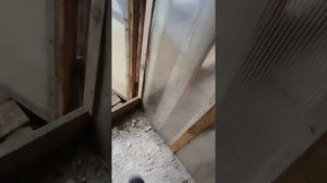 Козёл в гоне! Условия содержания козла.