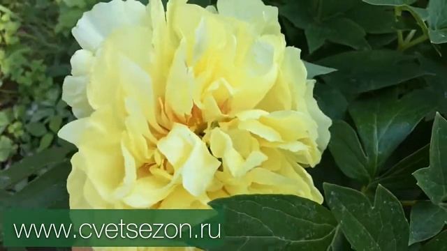Пион «Bartzella” (Бартзелла) смотреть онлайн