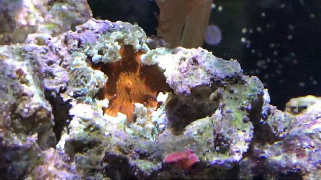 Adding Rock Flower Anemone's to my EVO 13.5g Reef Tank смотреть онлайн