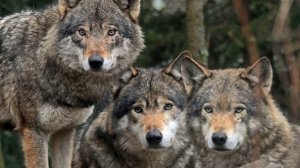 Вой волка (Звук волчьего воя в высоком качестве | Микс) | (2 Минуты)