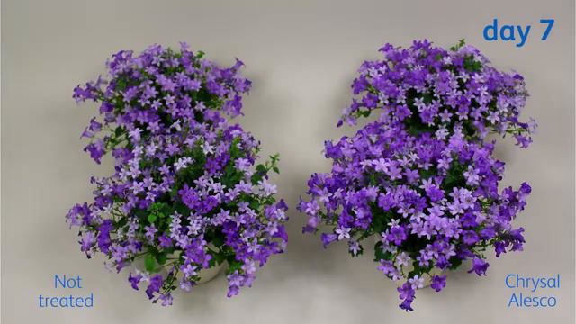 The effect of Chrysal Alesco® on Campanula смотреть онлайн