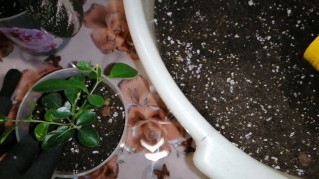 МОИ ЭПИСЦИИ. Пересаживаю мурайю. Укоренение черенков.КОМНАТНЫЕ ЦВЕТЫ. смотреть онлайн