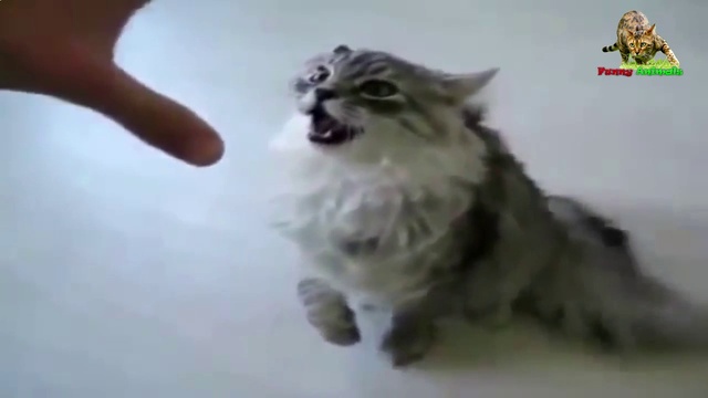 Кошки нападают. Триллер Злая рука. смотреть онлайн