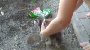 дети притащили котенка домой?♀️ 06 июля 2022