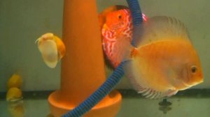 Когда забирать малька у Дискусов. Изменения в разведении