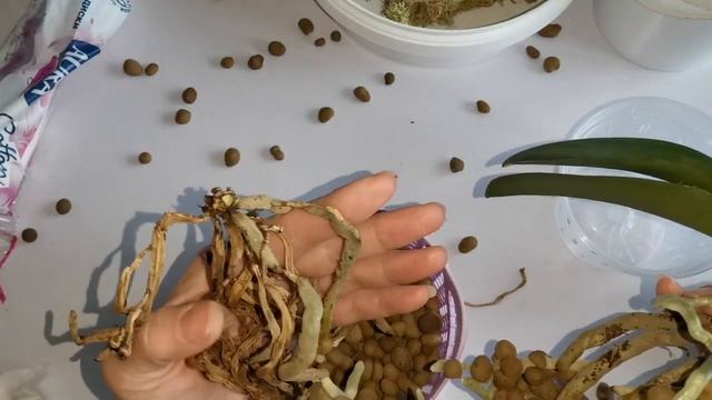 Орхидея в новую посадку - из керамзита в орхиату - из открытой системы в закрытую смотреть онлайн