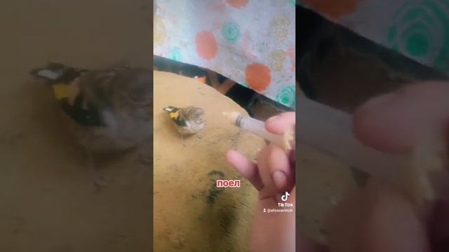 один день из жизни щегла #птенец #щегол #орнитология смотреть онлайн