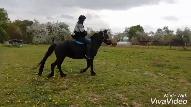 Верхом на лошади 😉 смотреть онлайн