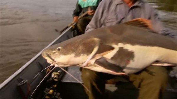 Best Of Catfish! #2 | COMPILATION | River Monsters