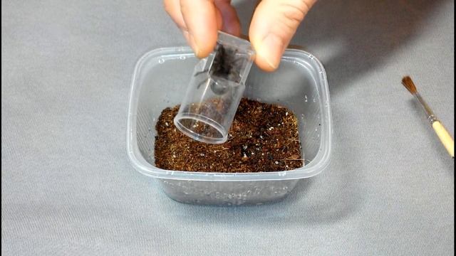 Grammostola pulchra !!! Пополнение коллекции. смотреть онлайн