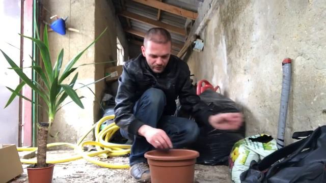 Jukka (Yucca, Pálmaliliom) nagyobb cserépbe смотреть онлайн