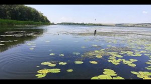 Плотва летом на поплавок.Краснопёрка на удочку.