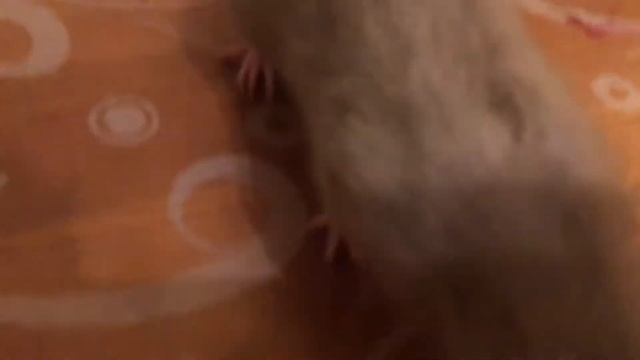 Крысы учатся есть вдвоём из одной миски смотреть онлайн