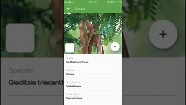 PlantSnap identifies a Honeylocust (Gleditsia triacanthos) смотреть онлайн