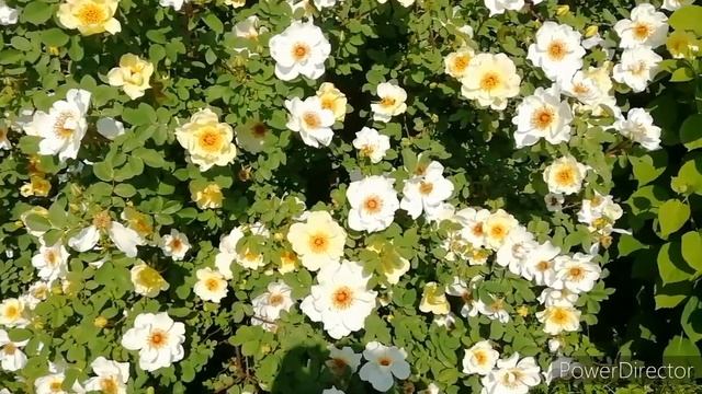 ШИПОВНИК AICHA. Шиповник Аиша у меня на даче. Миллион жёлтых роз на одном кусте!!! смотреть онлайн