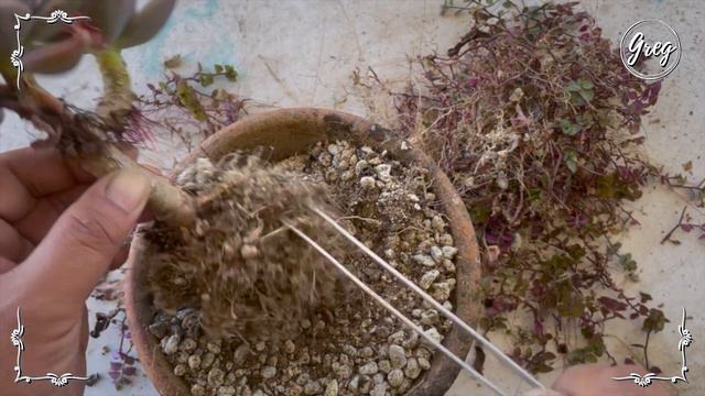 052 | Graptoveria 'Bainesii' | Repotting