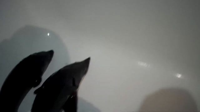 Как отличить осетра от стерлядки смотреть онлайн