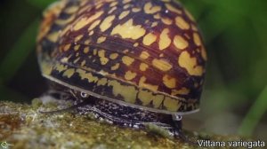 НЕРЕТИНЫ - самые красивые и полезные аквариумные улитки