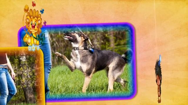 Москва. Лайфи ищет ответственного и доброго хозяина! смотреть онлайн